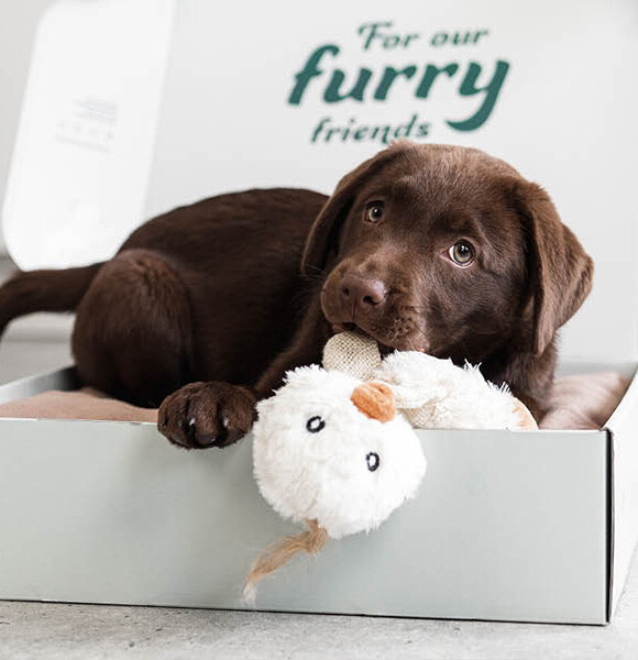 https://www.prinspetfoods.nl/nl_NL/advies/juiste-puppyvoeding
