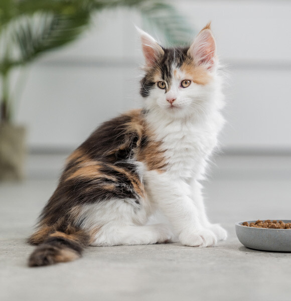 https://www.prinspetfoods.nl/nl_NL/advies/kittenvoeding-hoeveel-eet-kitten