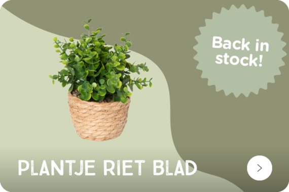 Plantje riet blad